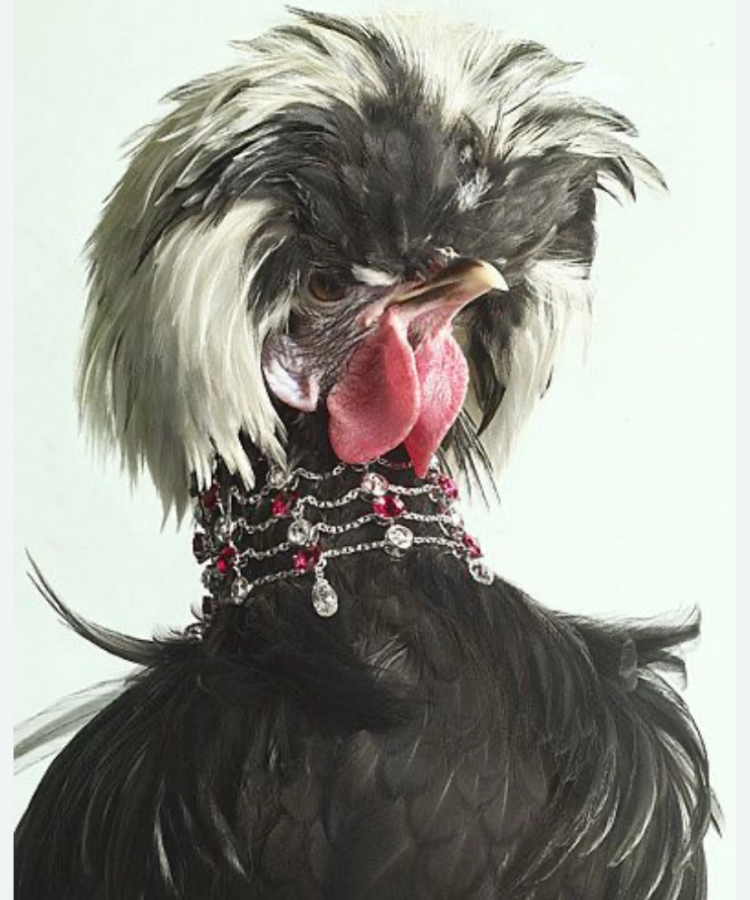 Un poulet sur un mur qui picore du pain dur&nbsp;🐔